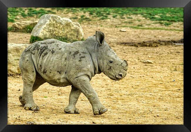 Confident Stride of Baby Rhino Framed Print by Roger Mechan