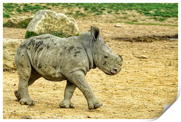 Confident Stride of Baby Rhino Print by Roger Mechan