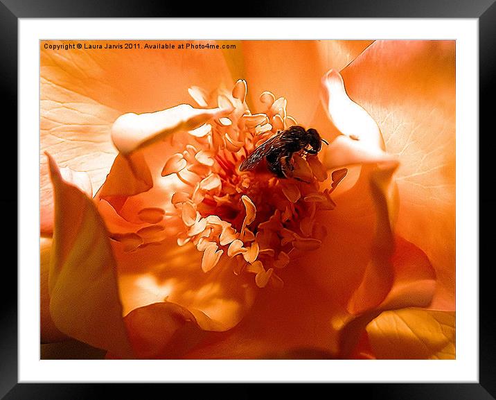 Pollen Feast Framed Mounted Print by Laura Jarvis