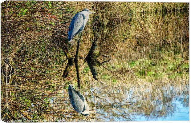 Reflections of the Grey Heron Canvas Print by Roger Mechan