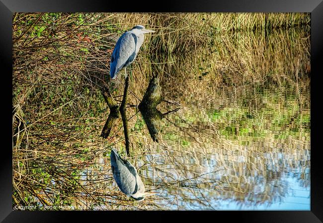 Reflections of the Grey Heron Framed Print by Roger Mechan