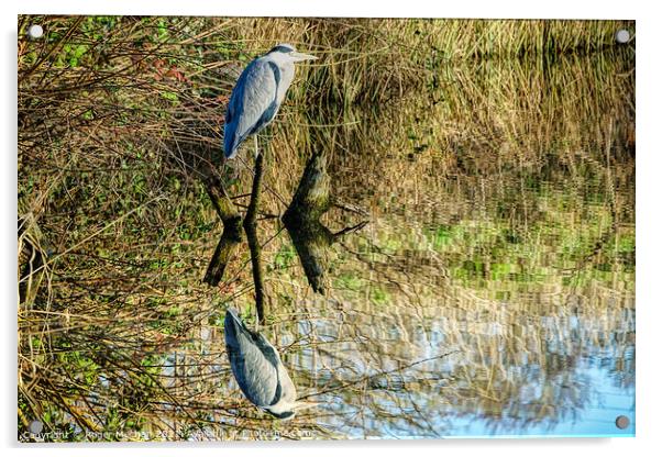 Reflections of the Grey Heron Acrylic by Roger Mechan