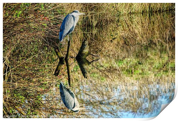 Reflections of the Grey Heron Print by Roger Mechan