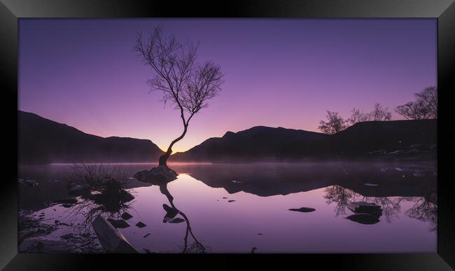 Sunrise at the Lonely Tree Framed Print by Liam Neon