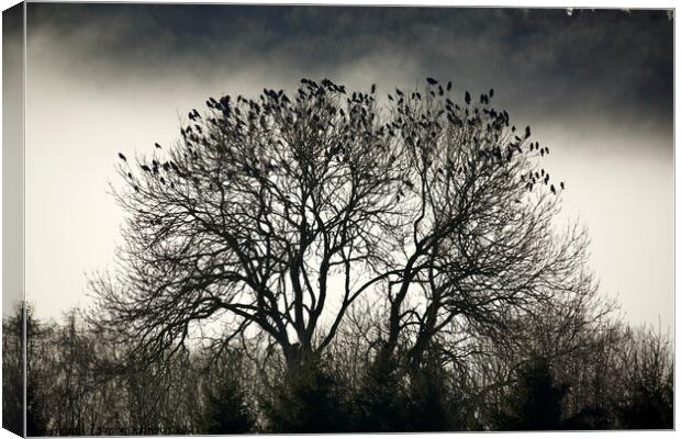 A collection of rooks Canvas Print by Simon Johnson