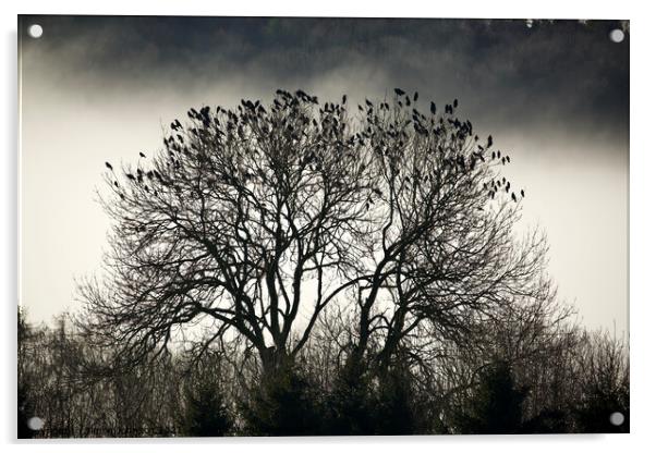 A collection of rooks Acrylic by Simon Johnson