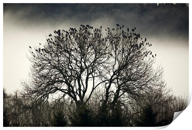 A collection of rooks Print by Simon Johnson