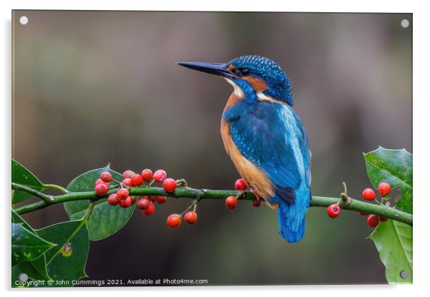 Festive Kingfisher Acrylic by John Cummings