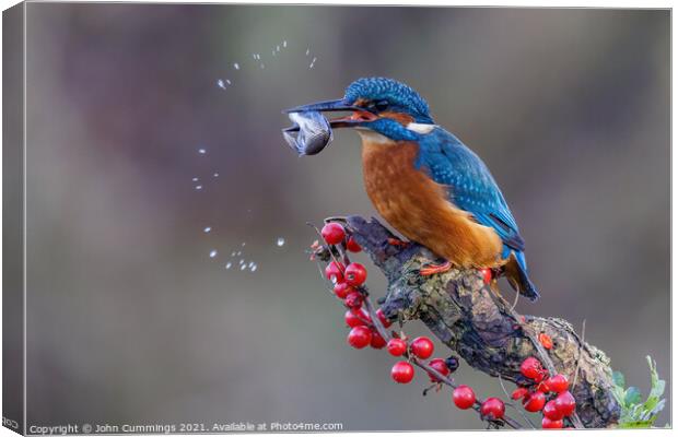 Kingfisher with Catch Canvas Print by John Cummings