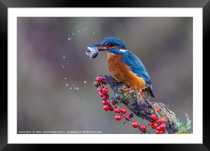 Kingfisher with Catch Framed Mounted Print by John Cummings