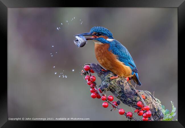 Kingfisher with Catch Framed Print by John Cummings