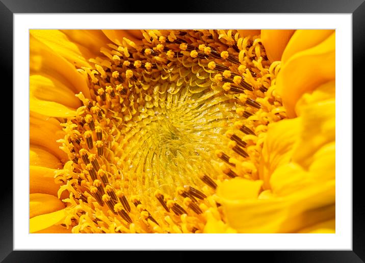 Sunflower Framed Mounted Print by Mark Godden