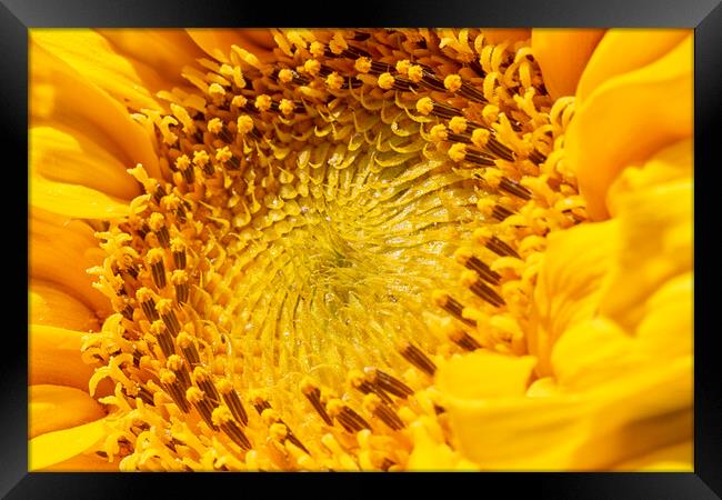 Sunflower Framed Print by Mark Godden