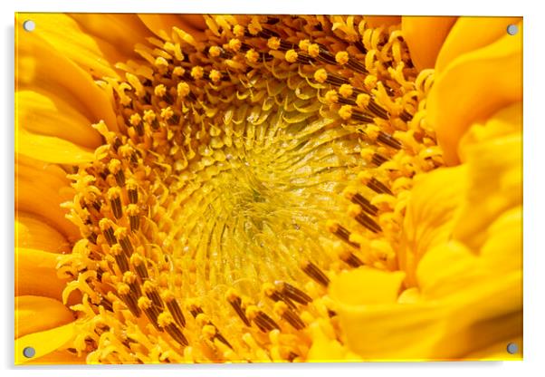 Sunflower Acrylic by Mark Godden