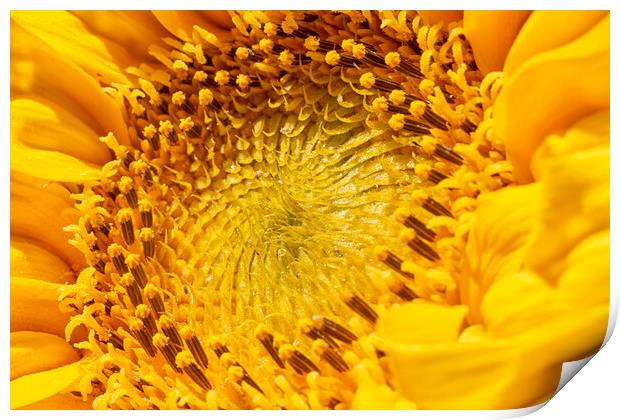 Sunflower Print by Mark Godden