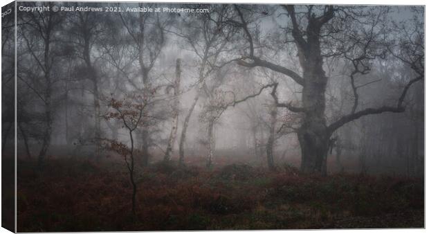 Sherwood Forest Canvas Print by Paul Andrews