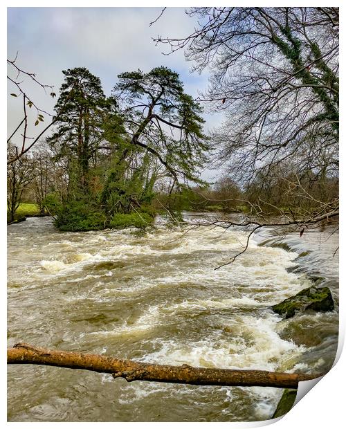 River Teifi Print by Mark Llewellyn