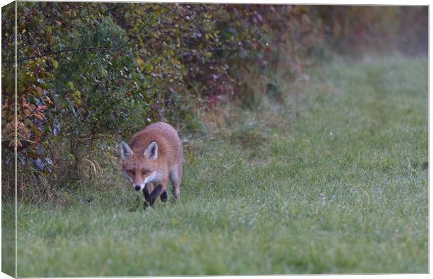 Red Fox (Vulpes Vulpes) on the edge of woodland Canvas Print by Russell Finney