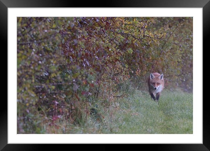 Red Fox on the edge of woodland, , St Helens Framed Mounted Print by Russell Finney
