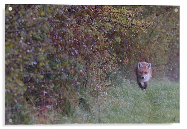 Red Fox on the edge of woodland, , St Helens Acrylic by Russell Finney