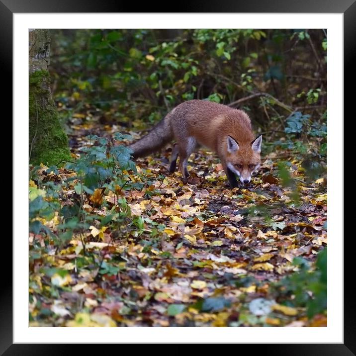 Red Fox (Vulpes Vulpes) on the edge of woodland, E Framed Mounted Print by Russell Finney