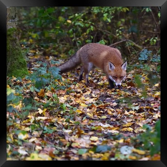 Red Fox (Vulpes Vulpes) on the edge of woodland, E Framed Print by Russell Finney