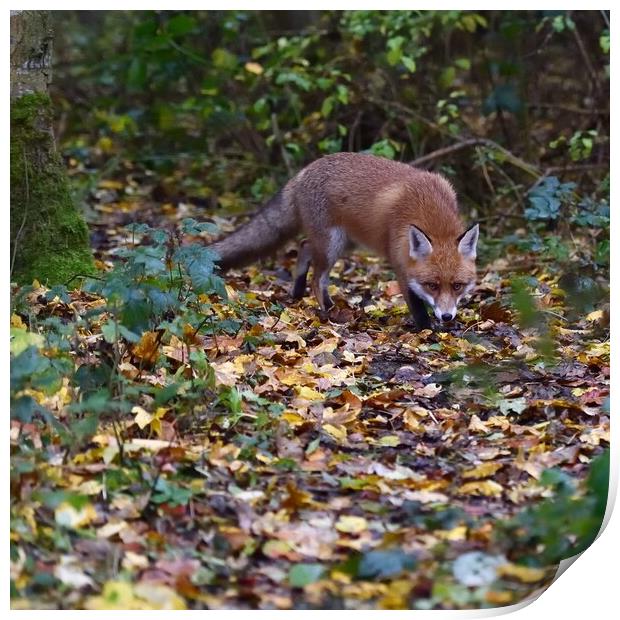 Red Fox (Vulpes Vulpes) on the edge of woodland, E Print by Russell Finney