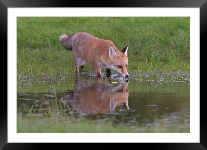 Red Fox (Vulpes Vulpes) drinking water from small  Framed Mounted Print by Russell Finney