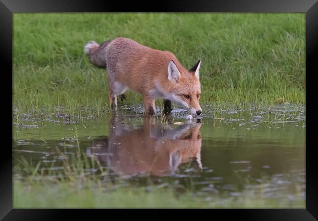 Red Fox (Vulpes Vulpes) drinking water from small  Framed Print by Russell Finney