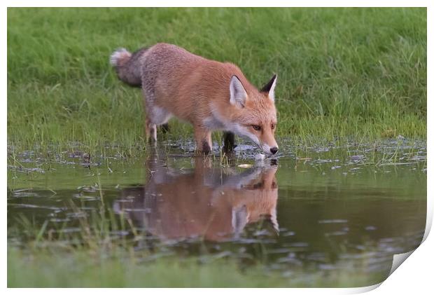 Red Fox (Vulpes Vulpes) drinking water from small  Print by Russell Finney