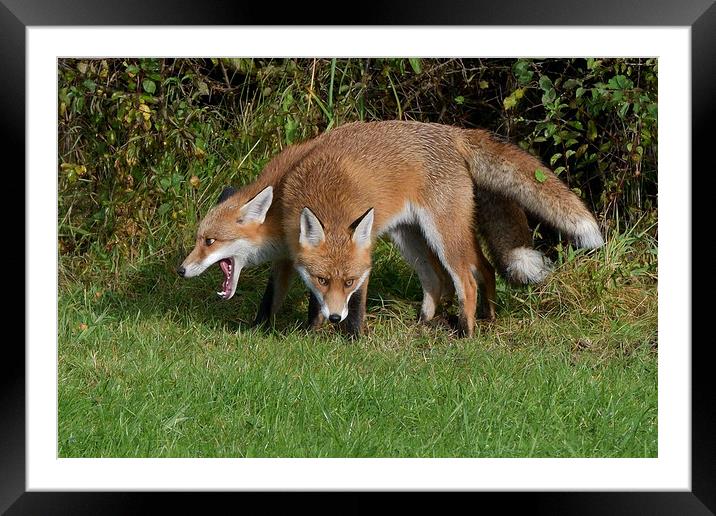 Red Fox (Vulpes Vulpes) close up playing Framed Mounted Print by Russell Finney