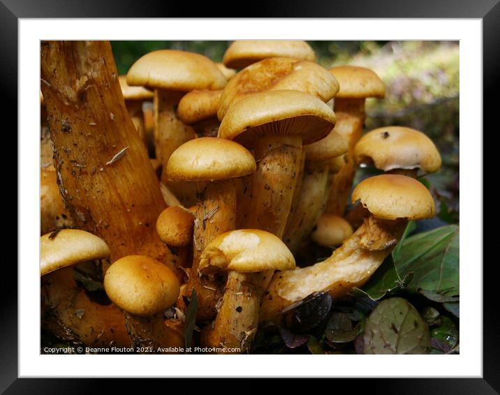 Mushroom Cluster Framed Mounted Print by Deanne Flouton