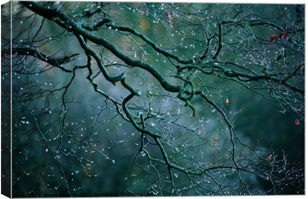 Morning dew drops Canvas Print by Simon Johnson