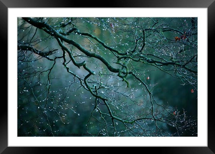 Morning dew drops Framed Mounted Print by Simon Johnson