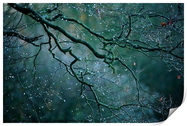 Morning dew drops Print by Simon Johnson