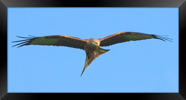 Northamptonshire Red Kite Soaring on Thermals Framed Print by Martyn Arnold