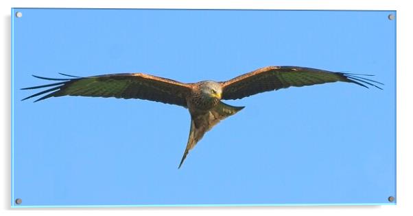 Northamptonshire Red Kite Soaring on Thermals Acrylic by Martyn Arnold