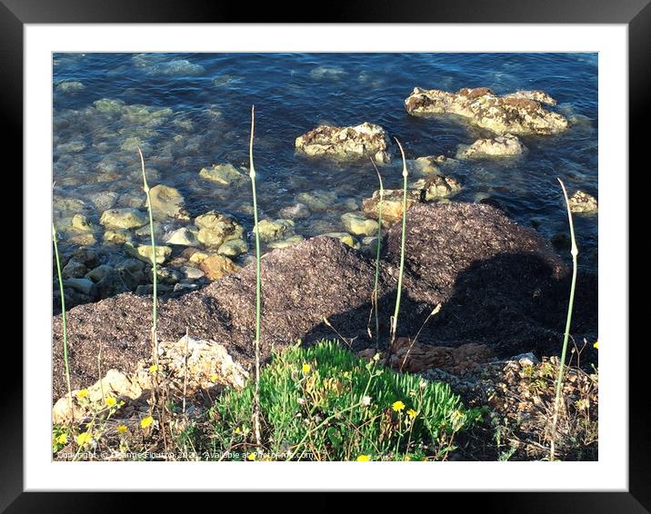 Wild Garlic on Beach Menorca Framed Mounted Print by Deanne Flouton