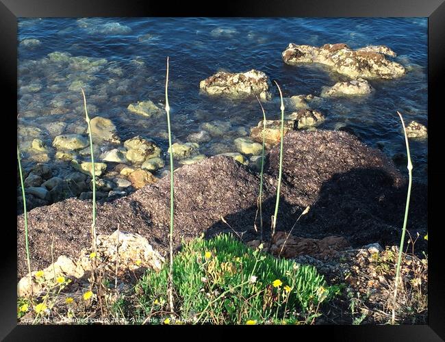 Wild Garlic on Beach Menorca Framed Print by Deanne Flouton