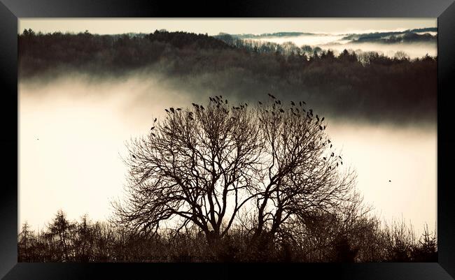 Cotswold mist and rookery Framed Print by Simon Johnson