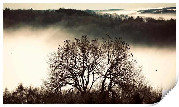 Cotswold mist and rookery Print by Simon Johnson