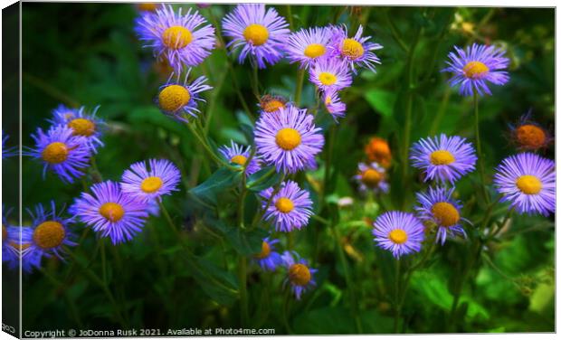 Purple Aster Flowers Canvas Print by JoDonna Rusk