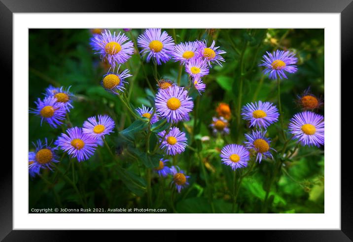 Purple Aster Flowers Framed Mounted Print by JoDonna Rusk