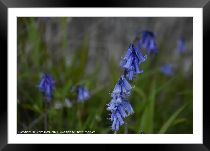 Bluebells ancing in the breeze Framed Mounted Print by Steve Clark