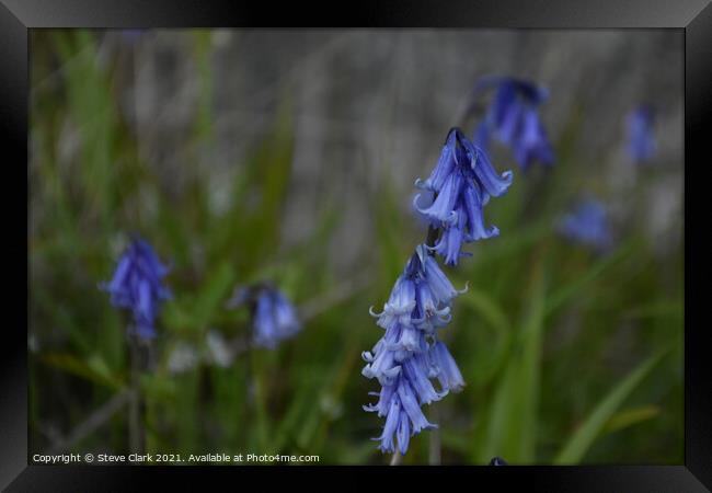 Bluebells ancing in the breeze Framed Print by Steve Clark