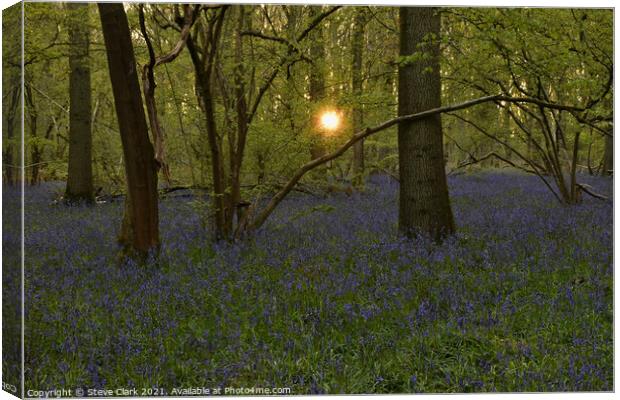 Bluebell woods at dusk Canvas Print by Steve Clark