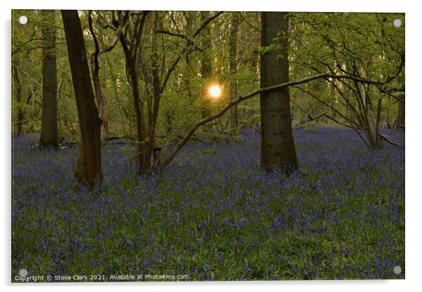Bluebell woods at dusk Acrylic by Steve Clark