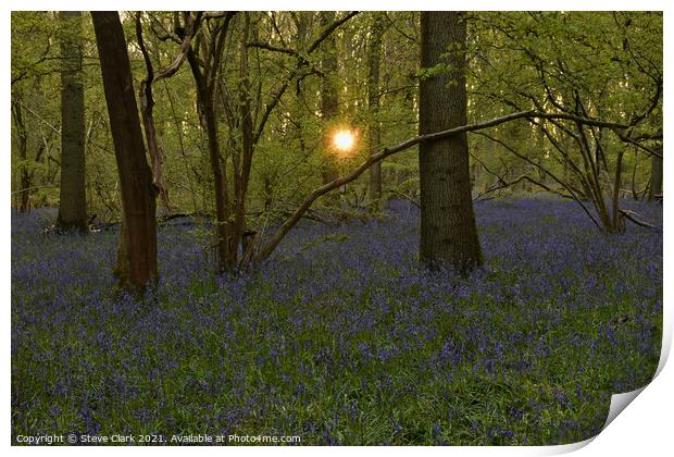 Bluebell woods at dusk Print by Steve Clark