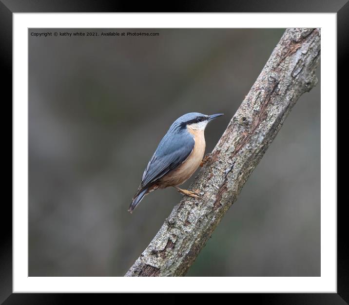 Nuthatch,British garden and woodland bird Framed Mounted Print by kathy white