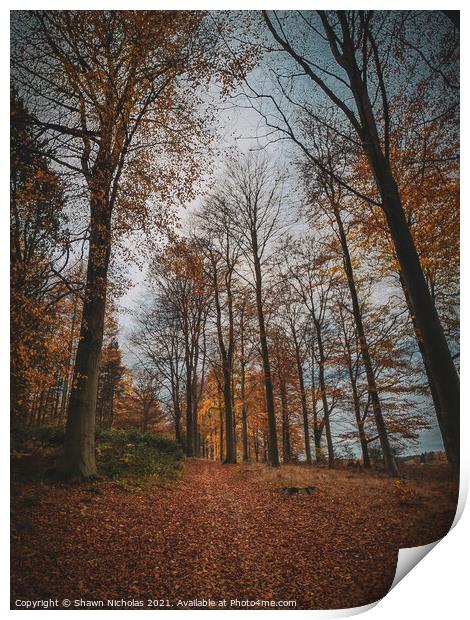 Forest in Autumn on a cloudy day Print by Shawn Nicholas